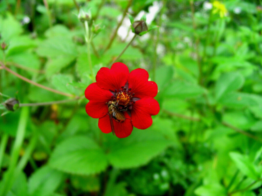 ValleyOf Flowers RedFlowerwithBee