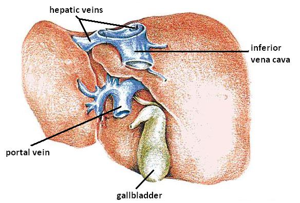 A novel therapy for liver failure 8 Liver veins